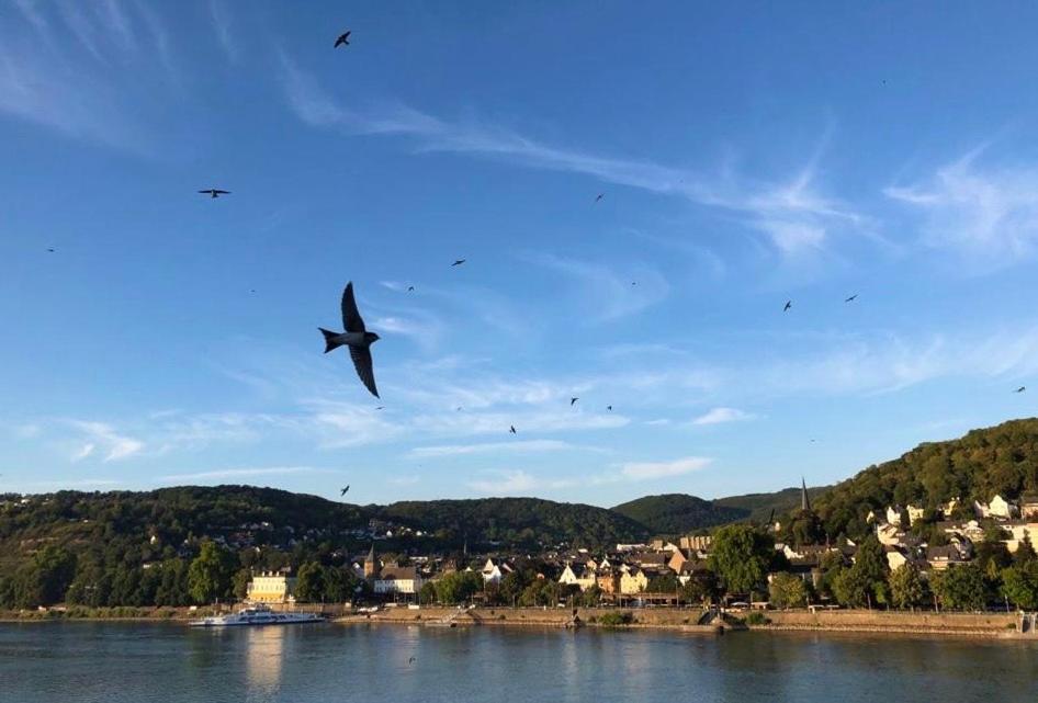 Rheinvilla Arte Remagen Εξωτερικό φωτογραφία